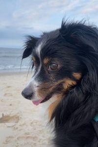 Willow Bear Straub  