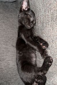 Binx Bentley  