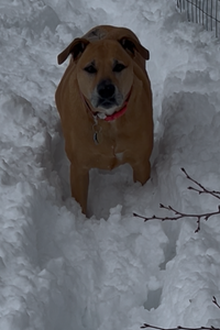 Macy Grasso  
