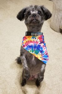 Gizmo Pulaski  