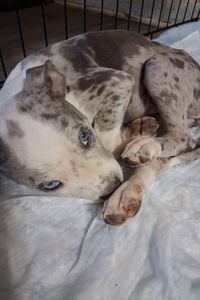 Lazuli Storm Hernandez Moore  
