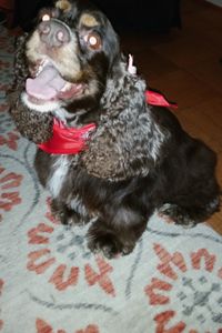 Rocky Shybunko  