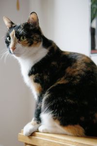 Frida de Vega  