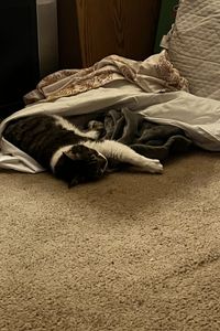 Kitty Mama's  