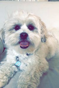 Biscuit Montrescu  