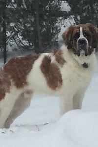Yukon Melfi  