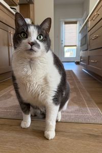 Tabby Mele  