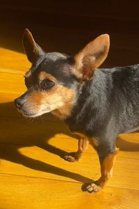 Bella B. Baugh  