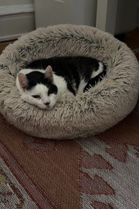 Cookie Benjamin  