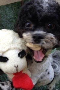 Oreo Mickens  