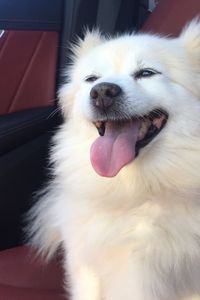 Mochi Wang  