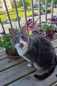 Meowster Albus Dumbleadorable  