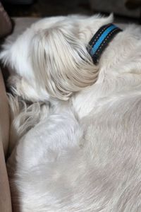 Sir Winston SpudJack ll  