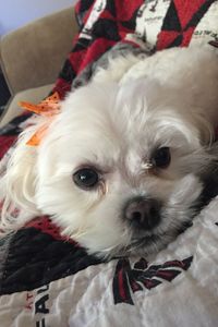 CoCo Chanel  