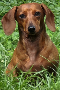 Princess Peguero  