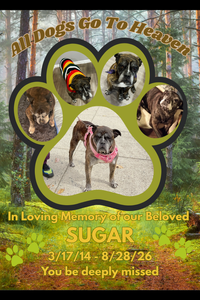 Sugar Davis  