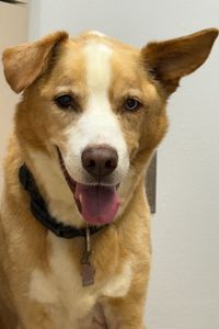 Kodiak Fisher  