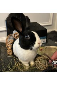 Oreo Lionelli  