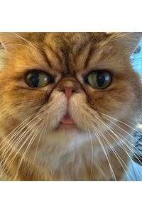 Cinnamon Welsh  