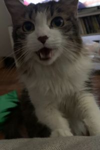 Princess Kitty Miller  