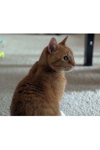 Gus 