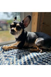 Luna Gainey  