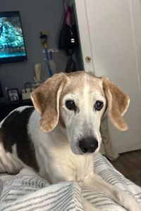 Zoey Manfredonia  
