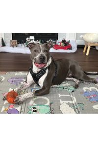 Moira Lam  