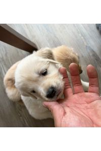 Puppy Salcedo  