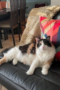 Ellie Swanson  