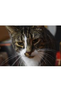 Tiger (Tiggie) Osborne  