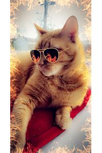 Mr. Tiggers Leonhardt  
