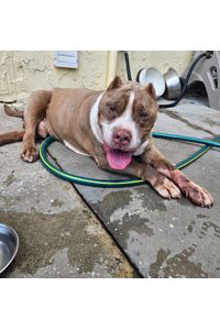 Triton Rodriguez  