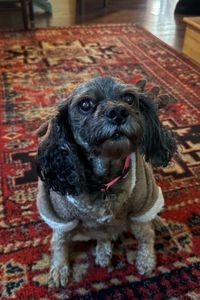 Rosie Palko  