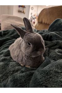Luna Magas  