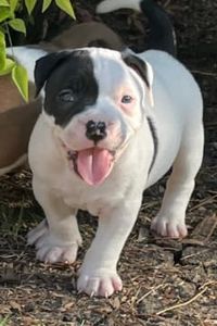 Major Baby Houston  