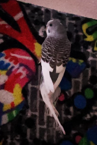 Calliope  Herron  
