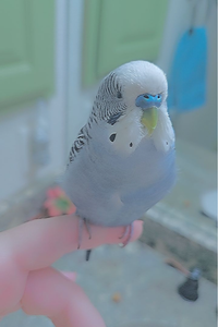 Smokey  Byrd  