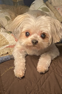 Dixie  McGee  