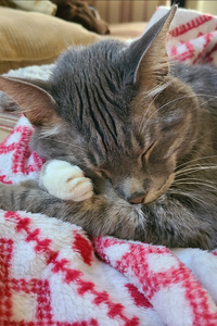 Meeko  Oglesby  