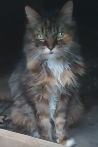 Pebbles  Theriault  