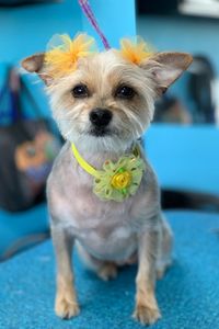 Buttercup  TenEyck  