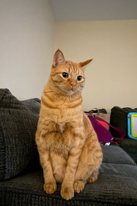Remy Thomas O’Malley  Aguilar  
