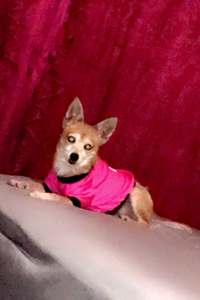 Foxy  velasquez  