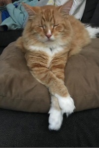 Sir Poof  Jones  