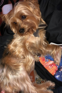 Polo  Hartfield  
