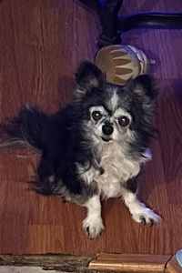 Cleopatra “ChiChi”  Buckley  