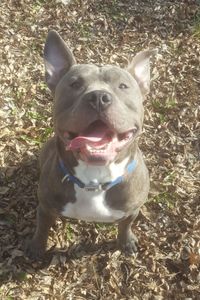 Capone 