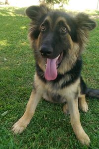 Zeus  