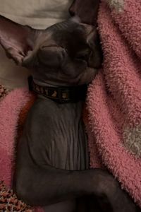 Grimm  